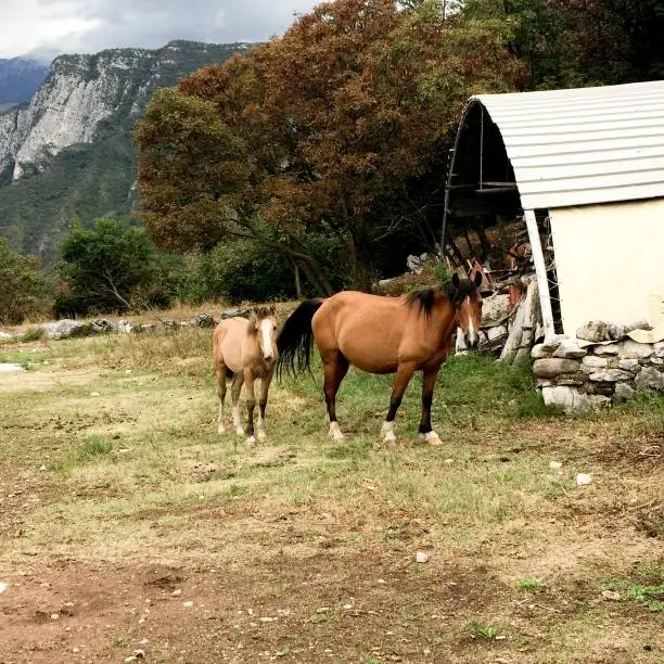 A foal with his mom on the Alps