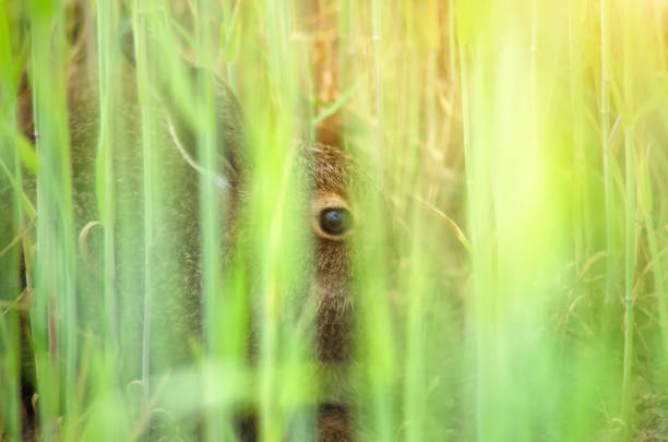 The hare hid in the rye and thinks that it is not visible.
