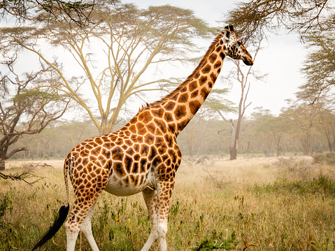 beautiful giraffe in africa on a safari