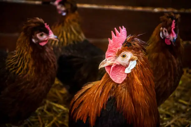 Photo of Rooster and hens in henhouse