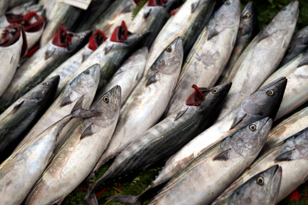 bonito fresco usato - market fish mackerel saltwater fish foto e immagini stock