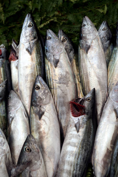 istock Fresh bonito for sale 1049519774