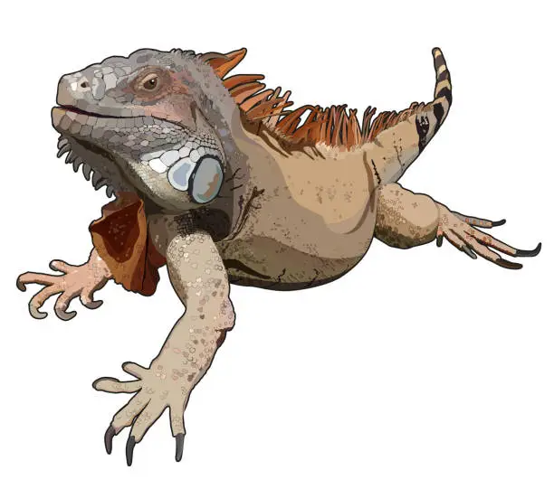 Vector illustration of Lizard iguana