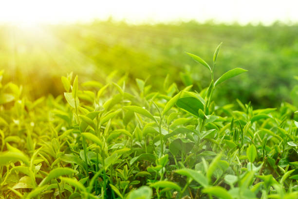 istock Green tea leaves in morning sunlight. 1049530412