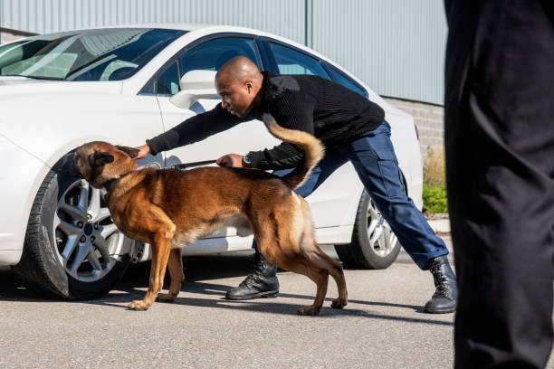 K-9 security professional checking a vehicle with a trained sniffer dog. K-9 security professional checking a vehicle with a trained sniffer dog.   Real people, trained K9 and security professionals. police dog handler stock pictures, royalty-free photos & images