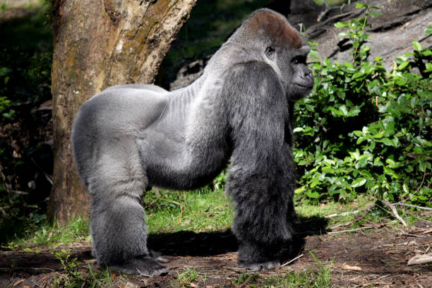 Silverback gorilla.  Selective focus. stock photo