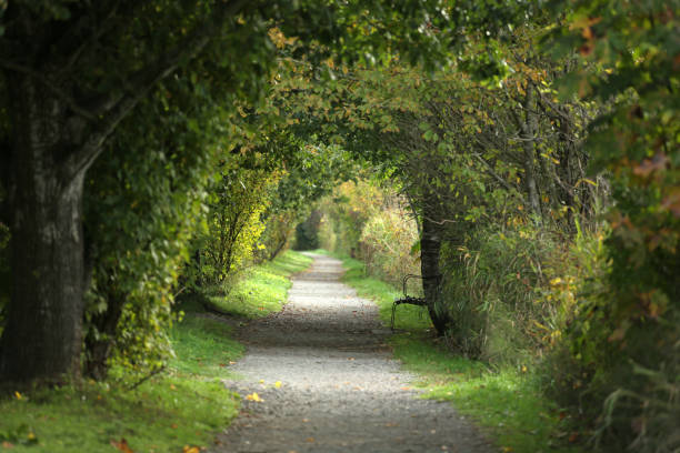 ruta de árboles en los parques - langley fotografías e imágenes de stock