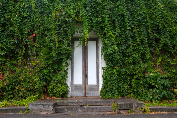 istock White door in the ivy wall. Nature 1049537650