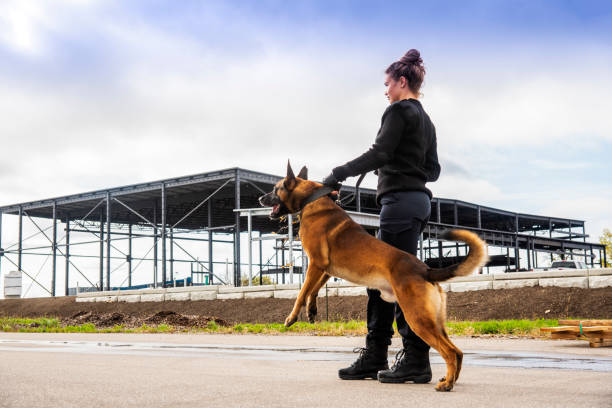 istock A female K-9 security professional with a Belgian Malinois on guard. 1049542790