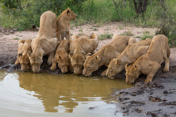 istock A pride of lions drinking water together 1049545550