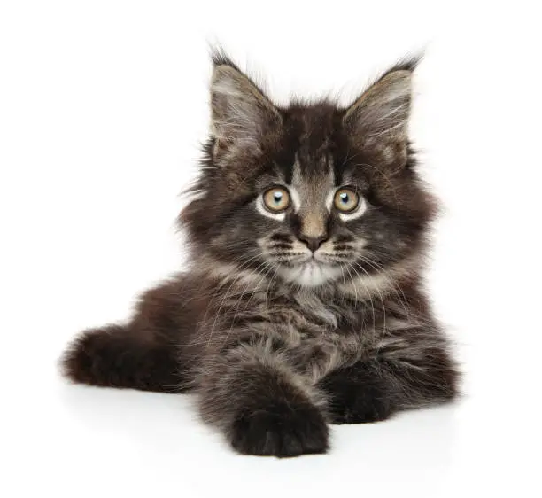 Maine-coon kitten resting on white background