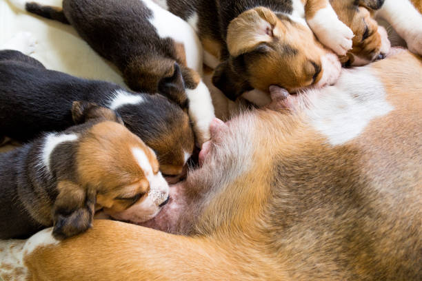 istock Cute puppies drinking mommy's milk. 1049545900