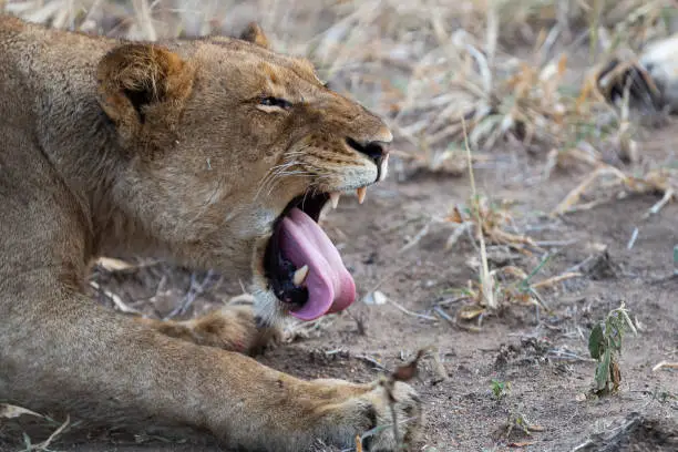Typical behaviour from lions as they wake up is yawning and exposing their massive canines - image captured in the Greater Kruger National Park