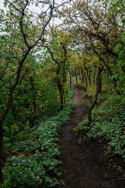 istock Hiking Trail Through a Scrub Oak Forest in Utah 1049551144