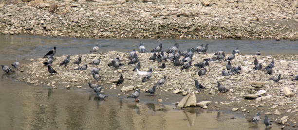 istock a flock of pigeons on a sandy beach 1049559942