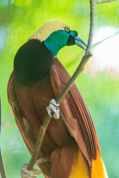 istock Bird of Paradise 1049562554