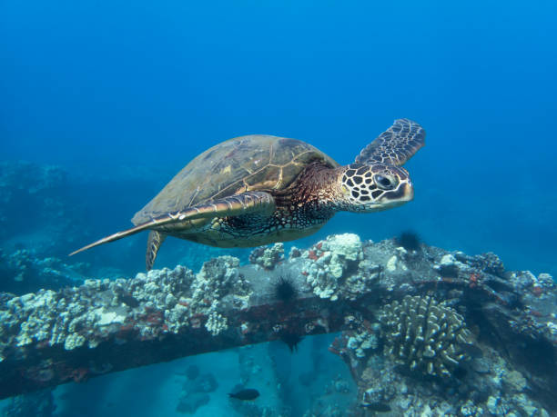 istock Green Sea Turtle Glides Over Reef in Blue Ocean Water 1049565970