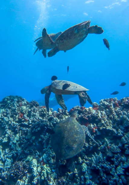 istock Four Sea Turtles in Blue Ocean in Vertical Image 1049565974