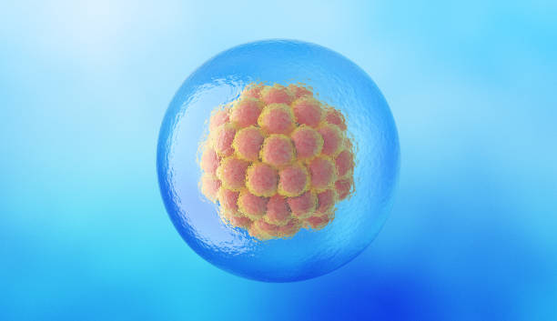 morula, une boule solide de cellules résultant de la division de l’ovule fécondé - human zygote photos et images de collection