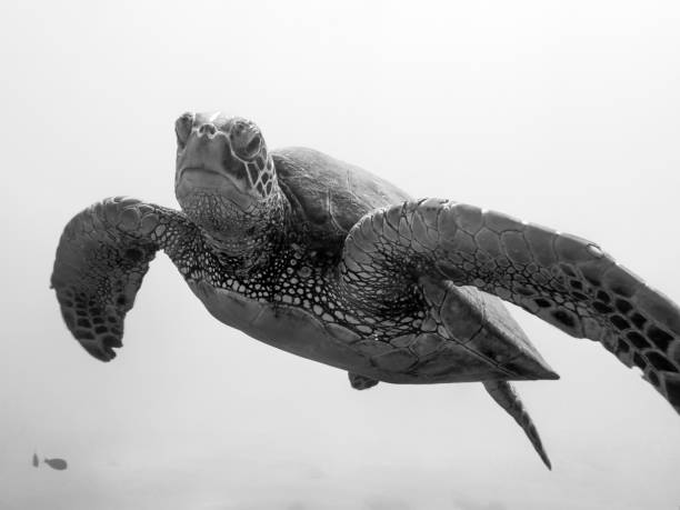 istock Black and White Close Up Face First Image Sea Turtle 1049565996