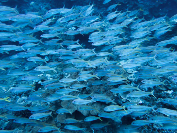 istock Blue Ocean Underwater Image School of Striped Tropical Fish 1049568170