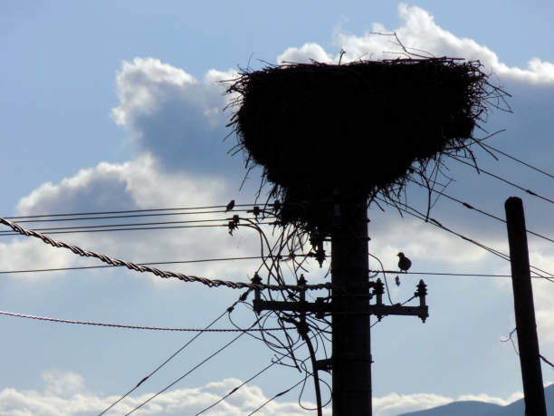 istock Empty stork nest high up on the electric pole in the summer 1049568236