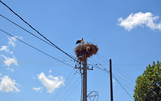 Mother stork feeds her babies high up in the nest