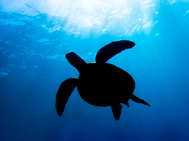 istock Light Rays Shine Through Ocean onto Sea Turtle Silhouette 1049570832