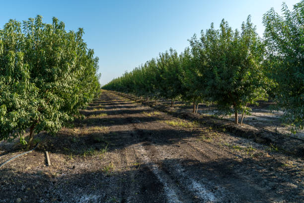 istock dirt road crossing a tree plantation 1049576338