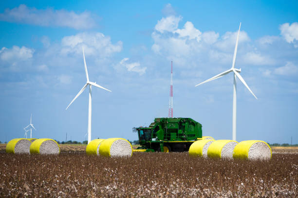 molinos de viento y campos de algodón - cotton smooth green plant fotografías e imágenes de stock