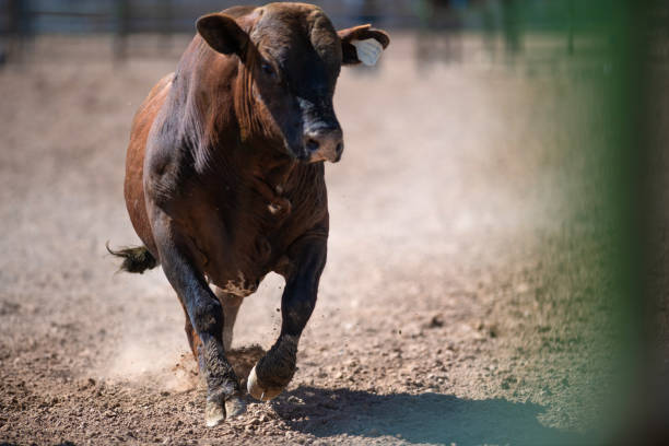 istock Rodeo bull in the arena 1049584130