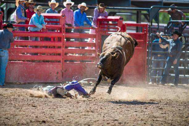 istock Cowboy Bull Riding in Rodeo Arena 1049584156