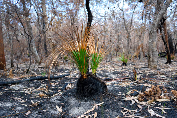 istock New life after the bushfire 1049584374