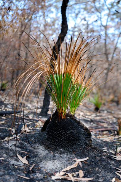 istock New life after the bushfire 1049584386