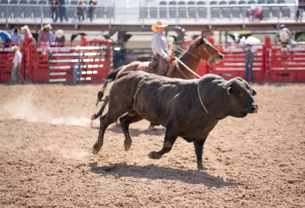 istock Clearing the bull from the rodeo arena 1049584402