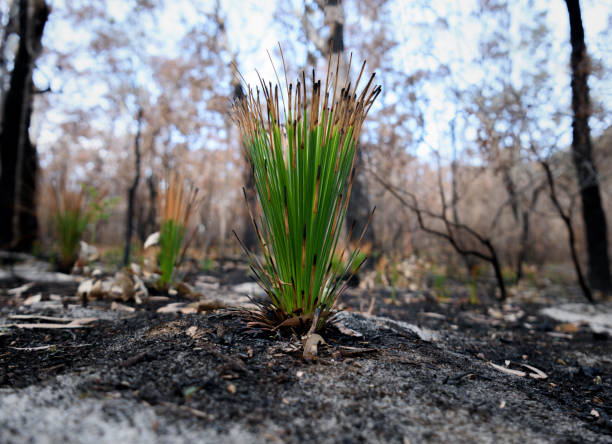 istock New life after the bushfire 1049584416