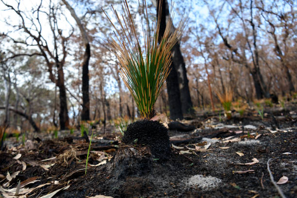 istock New life after the bushfire 1049584418