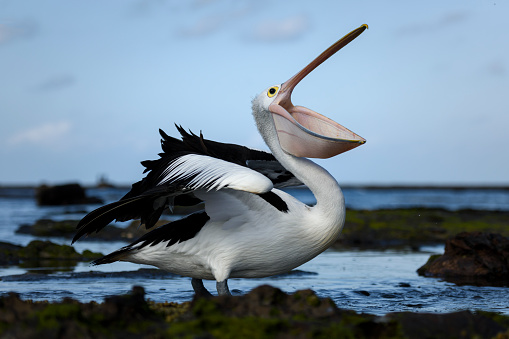 Pelican swimming in the water eating food scraps in the Gippsland Lakes