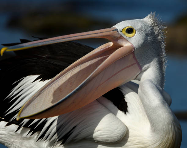 istock Pelican by the sea 1049584476