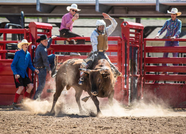 Cowboy Bull Riding in Rodeo Arena Cowboy Bull Riding in Rodeo Arena bull riding bull bullfighter cowboy hat stock pictures, royalty-free photos & images