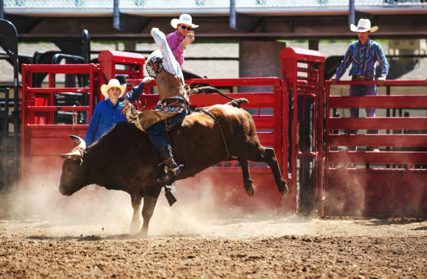 istock Cowboy Bull Riding in Rodeo Arena 1049586782