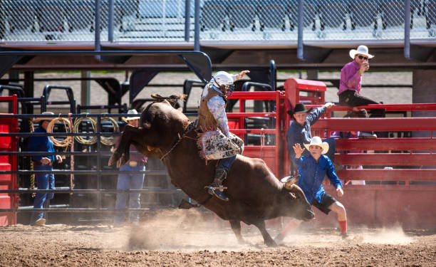 Cowboy Bull Riding in Rodeo Arena Cowboy Bull Riding in Rodeo Arena spanish fork utah stock pictures, royalty-free photos & images