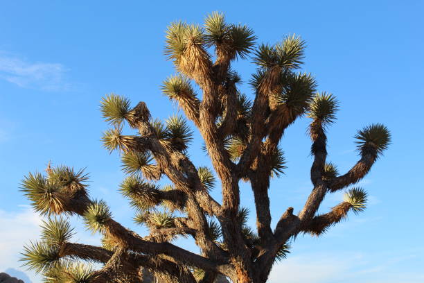 istock YUCCA BREVIFOLIA JOSHUA TREE NATIONAL PARK SRT 1049586838