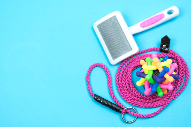 istock Pet leash with rubber toy on blue background 1049587010