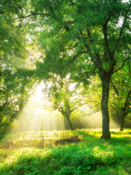 istock Green forest landscape background at sunrise. 1049592266