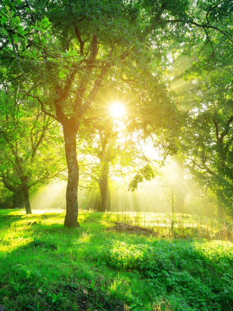 istock Green forest landscape background at sunrise. 1049592274