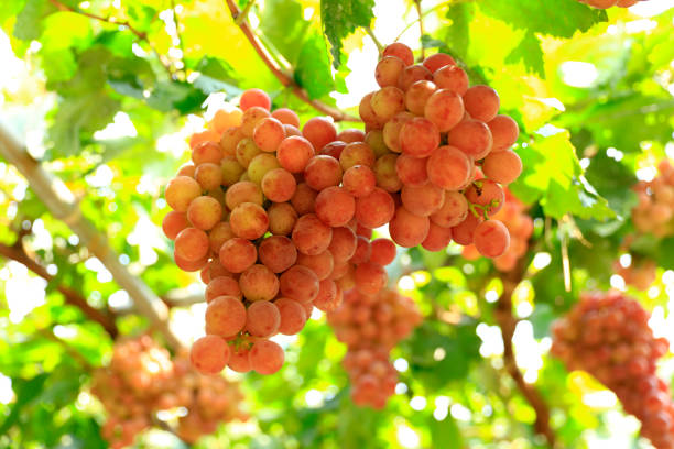 Vineyards at sunset in autumn harvest. Ripe grapes in fall