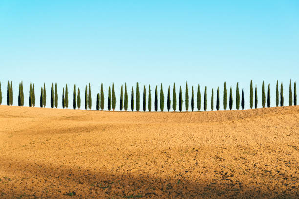 Tuscany landscape of cypresses trees, Val d'Orcia, Italy Scenic Tuscany landscape panorama with trees in row siena italy stock pictures, royalty-free photos & images
