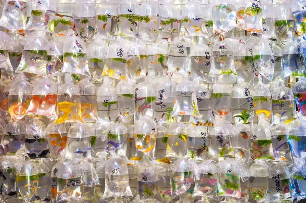 Photo of Tropical fish hanging in plastic bags at the Mong Kok goldfish market, Tung Choi Street, Hong Kong