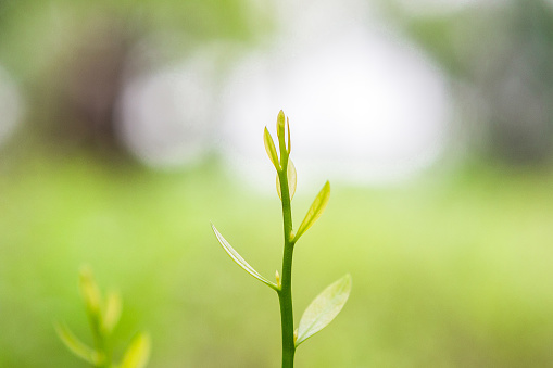 Leaves growing with sunlight on a bokeh background